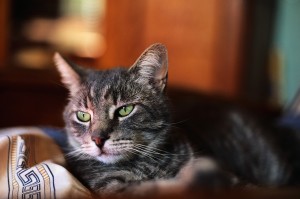 Satellite Internet And Pets